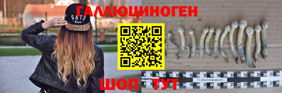 Псилоцибиновые грибы Psilocybine cubensis Кинешма